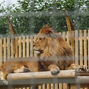 rescued lion