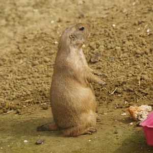 pararie dog