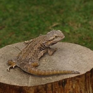 bearded dragon
