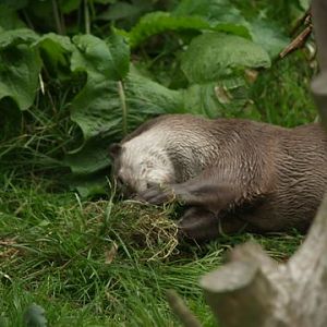 smooth coated otter