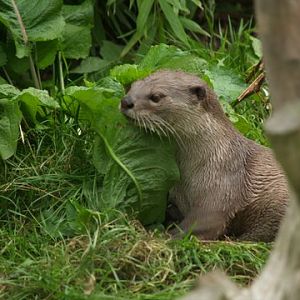 smooth coated otter