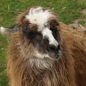 llama