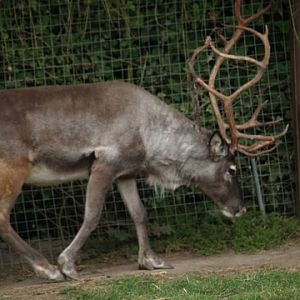 reindeer