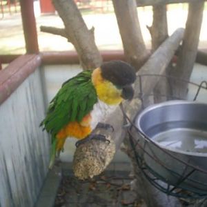 black headed parrot