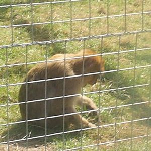 barbary macaque