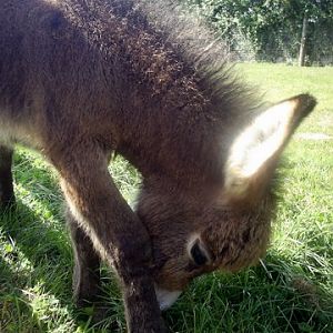 miniature donkey