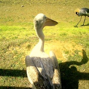 pelican and crane