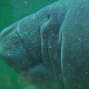 Antillean manatee (Trichechus manatus manatus)