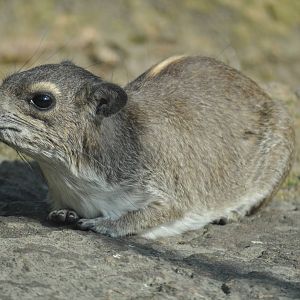 Yellow-spotted rock hyrax (Heterohyrax brucei)