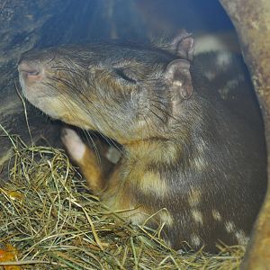 Lowland paca (Cuniculus paca)