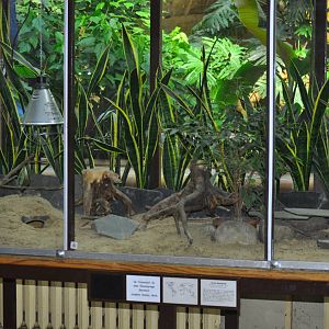 Enclosure for elephant shrews