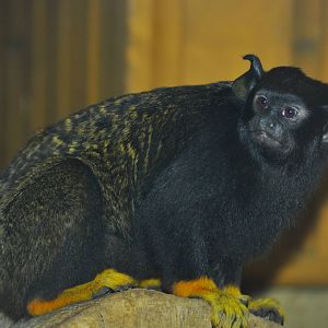 Red handed tamarin (Saguinus midas)