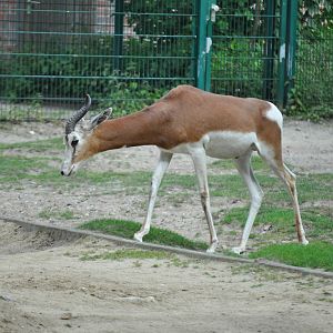 Addra gazelle (Nanger dama mhorr)