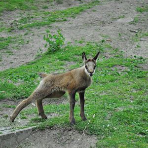 Alpine chamois (Rupicapra rupicapra rupicapra)