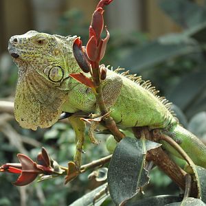 Central american iguana (Iguana iguana rhinolopha)