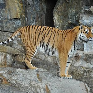 Sibirian tiger (Panthera tigris altaica)