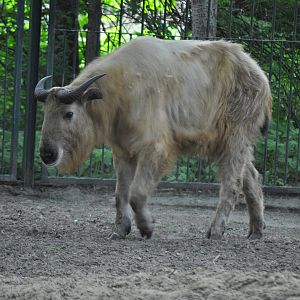 Shensi takin (Budorcas taxicolor bedfordi)