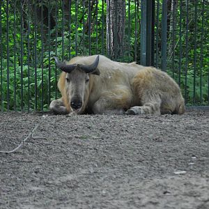 Shensi takin (Budorcas taxicolor bedfordi)