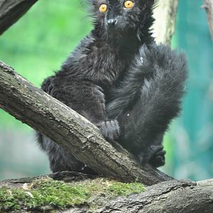 Black lemur (Eulemur macaco macaco)