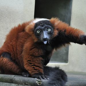 Red ruffed lemur (Varecia rubra)