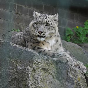 Snow leopard (Panthera uncia)