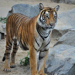 Malayan tiger (Panthera tigris jacksoni)