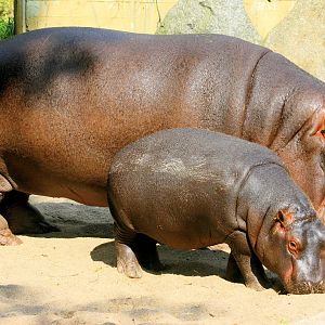 Hippopotamus with calf in old enclosure; Prague; 29th August 2012