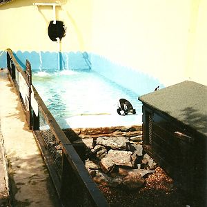 Penguin Pool 11th September 2000