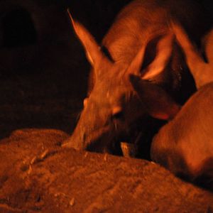 Aardvark (Orycteropus afer)