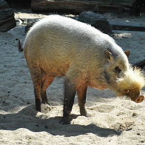 Bornean bearded pig (Sus barbatus barbatus)