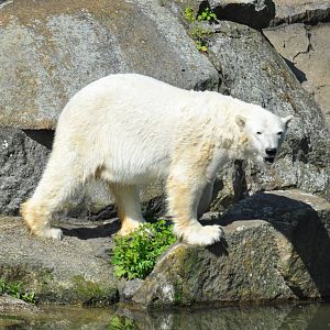 Polar_bear_Ursus_maritimus