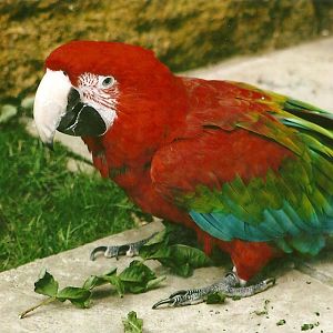 Green-winged Macaw 3rd August 2012