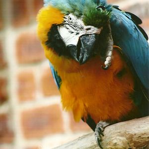 Blue and Yellow Macaw 3rd August 2012