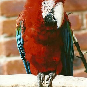 Green-winged Macaw 3rd August 2012