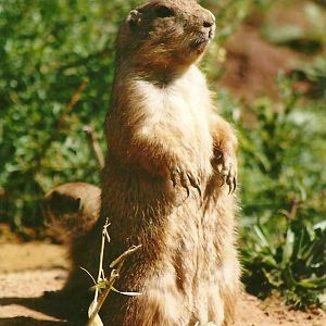 Prairie Marmots 3rd August 2012