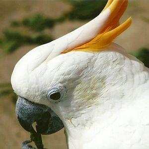 Citron-crested Cockatoo 3rd August 2012