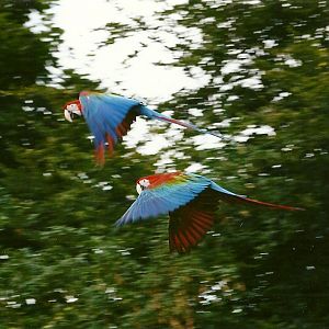 Green-winged Macaws in flight 3rd August 2012