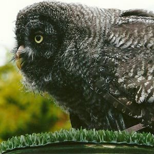 Young Great Grey Owl 3rd August 2012