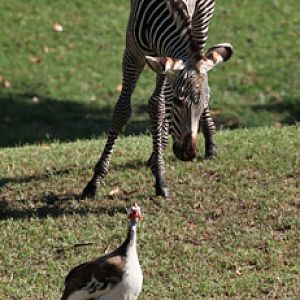 guineafowl and baby zebra
