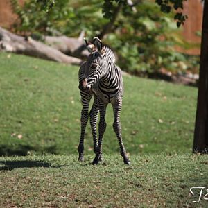 baby zebra