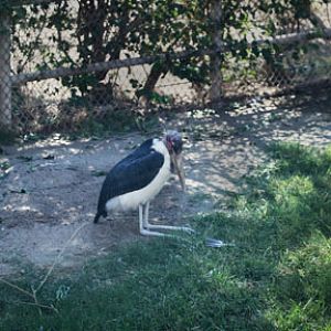 new marabou stork
