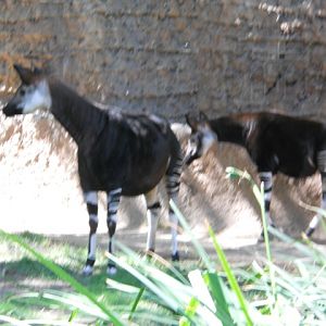 LA Zoo Dynamic Okapi Duo