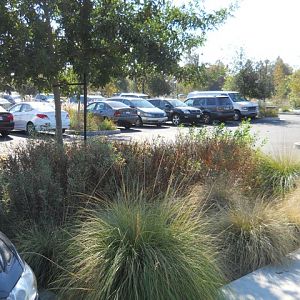 The parking lot that is also a zoo exhibit