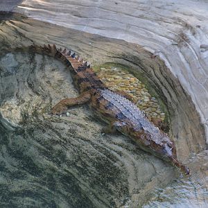False Gharial