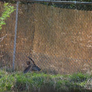 Lesser Kudu