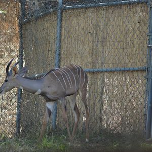 Lesser Kudu