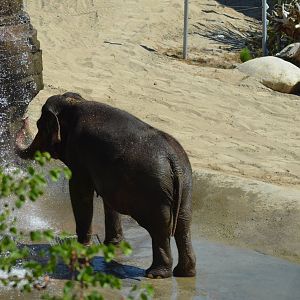 Elephants of Asia - Elephants of India