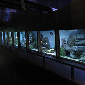 tropical freshwater aquarium