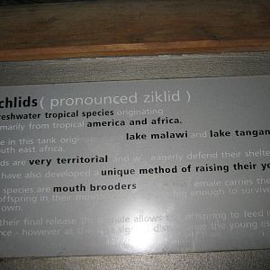 cichlid sign
