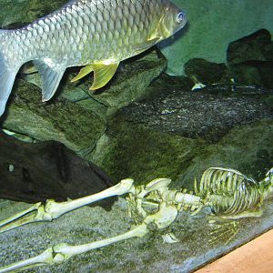 skeleton in the tropical freshwater tank